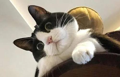 娱乐吃瓜酱奶牛猫,揭秘娱乐圈的萌宠生活